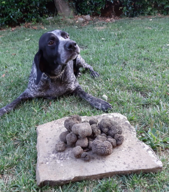 tartufo ricerca cane arezzo