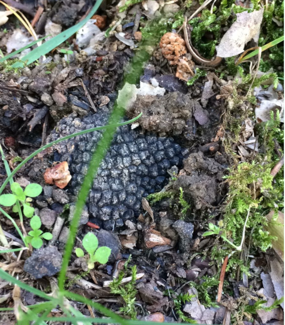 tartufo nero bosco