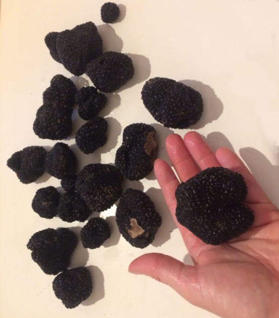 tartufo nero cucina