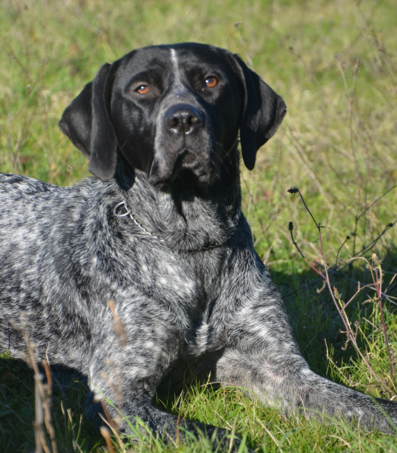 tartufo nero bosco