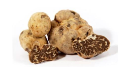 tartufo bianchetto o marzuolo 