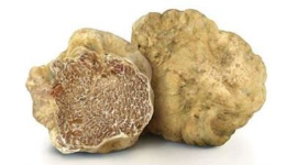 tartufo bianco pregiato tuscany life truffle